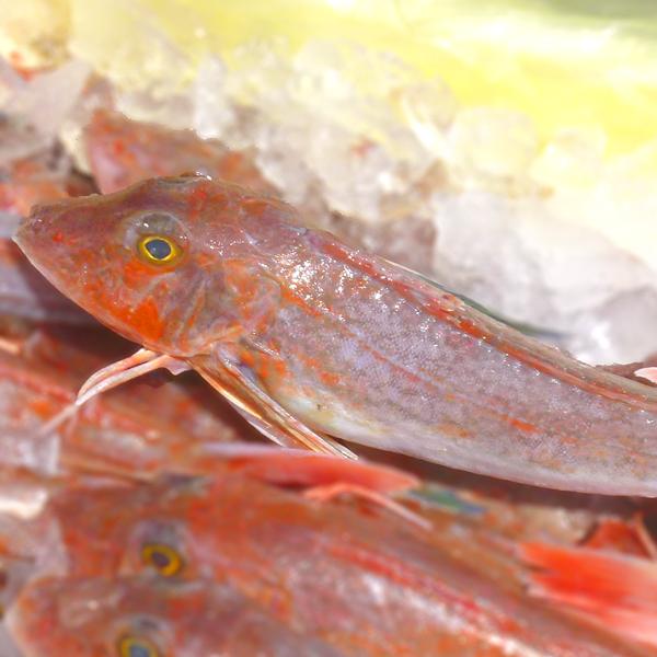 ホウボウ ほうぼう 計1kg 500g前後2尾 淡白な白身魚を刺身 塩焼き 煮つけで召し上がれ 九十九島鮮魚 Sengyo Houbou よか魚 Com 通販 Yahoo ショッピング