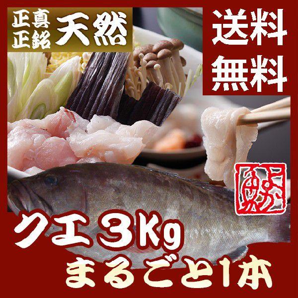 一本丸ごと天然クエ 天然九絵 送料無料 3kg前後 4 5人前前後 捌いてお届け可能