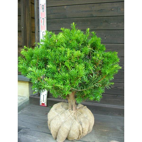 イチイ(アララギ)の丸盆 イチイ(アララギ)の丸盆