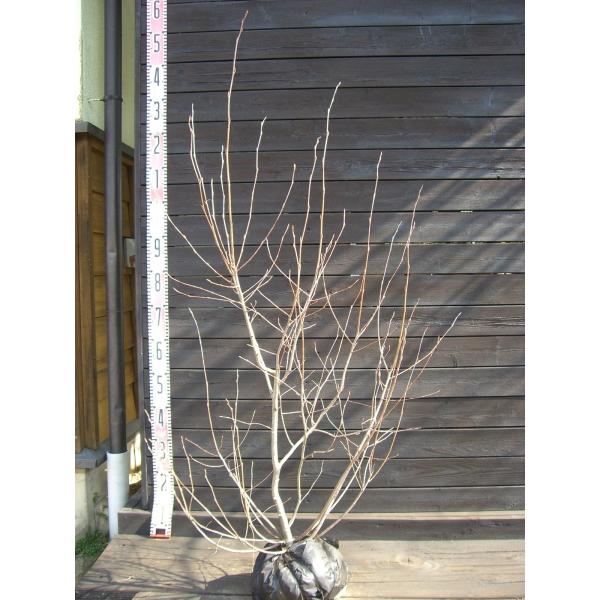 ジューンベリー ラマルキー 株立 Buyee 日本代购平台 产品购物网站大全 Buyee一站式代购bot Online