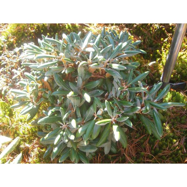 希少 原種石楠花 大株 2424 横の植木屋さん 通販 大株 Zahnarzt Franz De