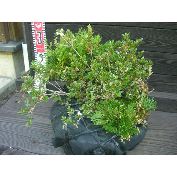 植木 盆栽 イワヒバの人気商品 通販 価格比較 価格 Com