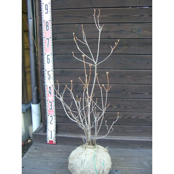 玄海躑躅カラムラサキツツジの変種。早咲きで 大変美しい花を咲かせます。新緑〜紅葉まで お楽しみ頂けます。 【詳細】ツツジ科・ツツジ属・落葉低木樹高　　0.65ｍ（鉢上・地上部の高さ）枝張り　0.35ｍ花期　　3〜4月花色　　淡紅（ピンク系）...