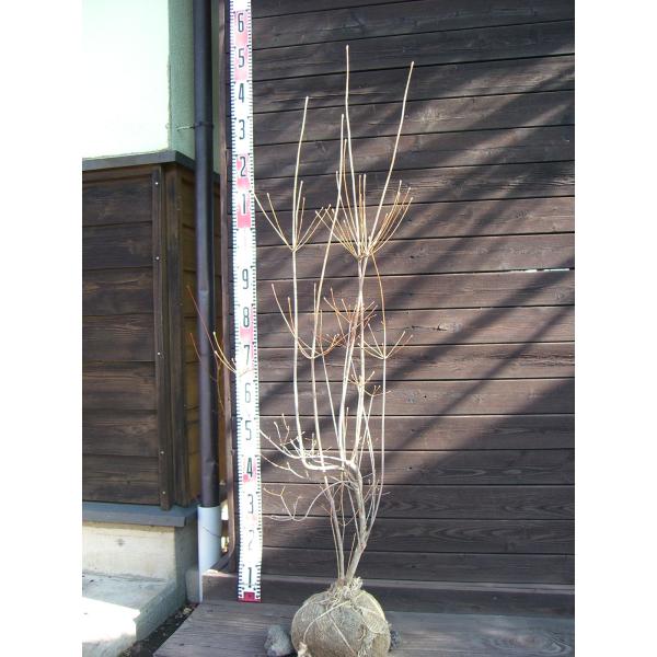 ベニドウダンツツジ : 横の植木屋さん - 通販 - Yahoo!ショッピング