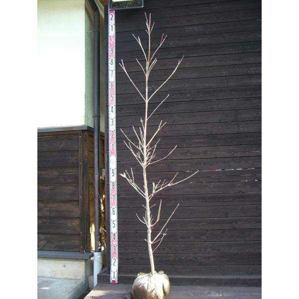 ウルフアイ　大株　【品番3436】 ヤマボウシ 【ウルフアイ】 大株 : 横の植木屋さん - 通販 - Yahoo