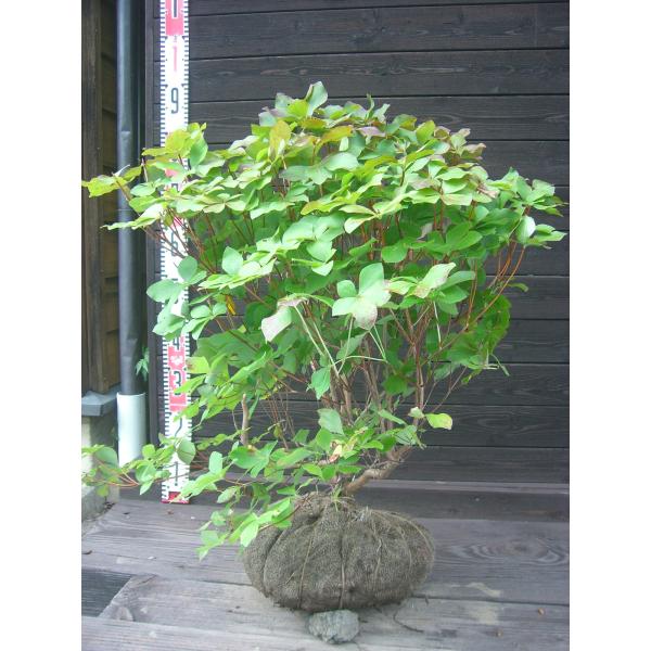 植木 シロヤシオの人気商品・通販・価格比較 - 価格.com