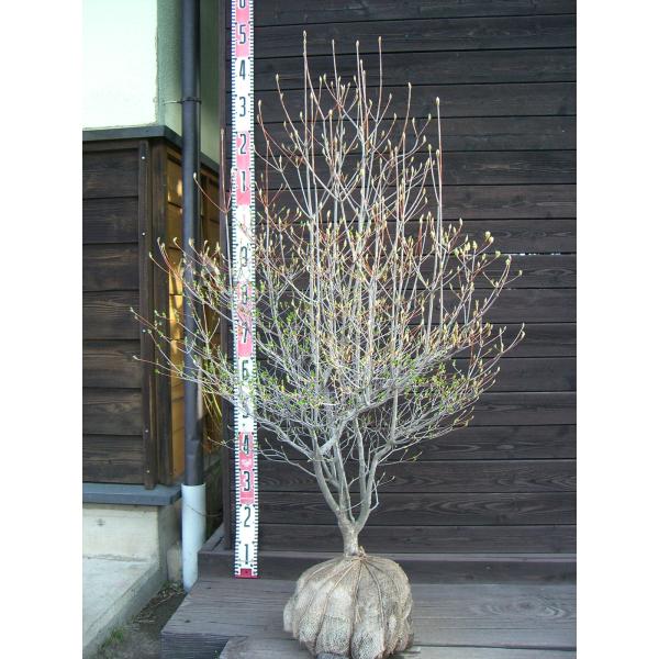 ドウダンツツジ/大株【現品発送】管理70225