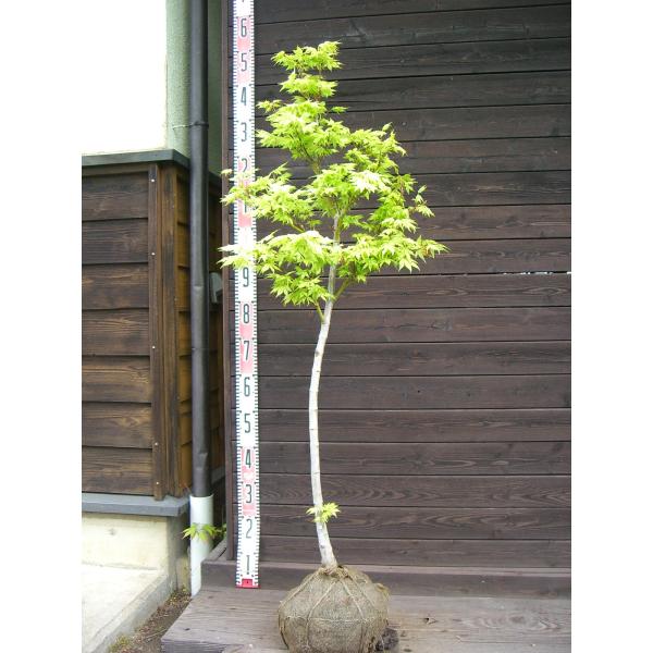 モミジです。 imgrc0105117609.jpg
