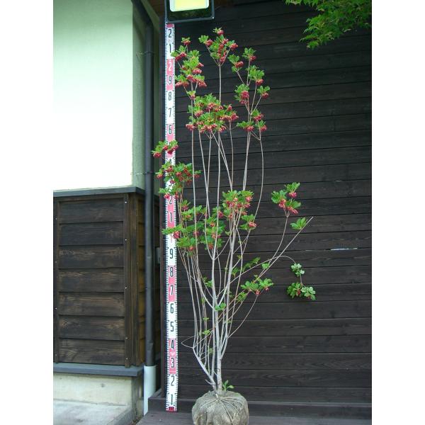 ベニサラサドウダンツツジ/大株【現品発送】管理70187 ベニサラサドウダンツツジ/大株【現品発送】管理70187