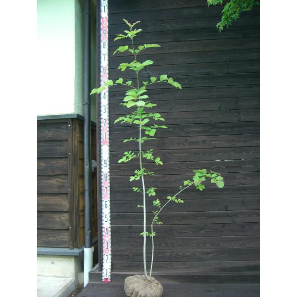 丸みを帯びた、可愛らしい葉を茂らせます。秋の美しい紅葉も必見。耐寒性に優れた 観賞価値の高い樹種です。【詳細】モクセイ科・トネリコ属・落葉高木 樹高　　1.5ｍ（鉢上・地上部の高さ）枝張り　0.6ｍ花期　　4〜5月花色　　白鉢植え管理・生育...