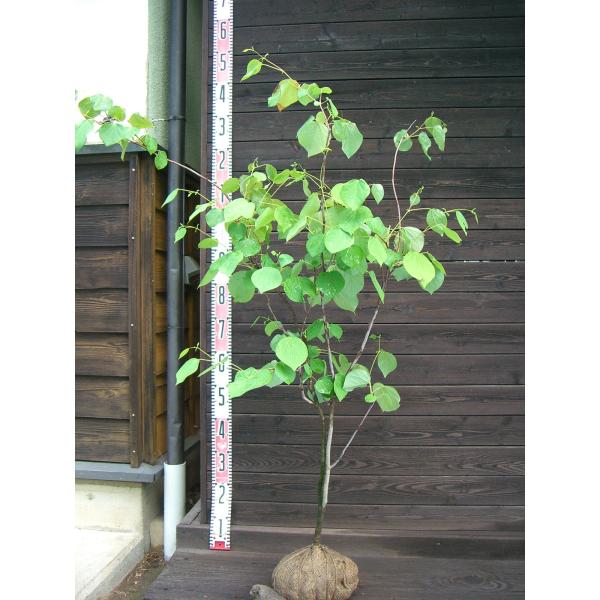 マルバノキ【品番3345】 マルバノキ【品番3345】 苗木・植木