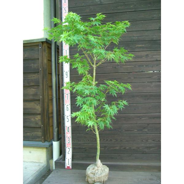 まる　　アオモジ養生株 まる 様専用 アオモジ養生株 - メルカリ