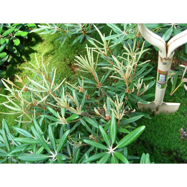 ホソバシャクナゲ 関峰3号 : 横の植木屋さん - 通販 - Yahoo!ショッピング