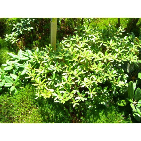 R.ブルーライト ツツジ・シャクナゲ 大株 : 横の植木屋さん - 通販