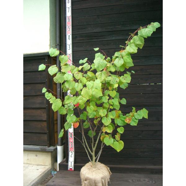 マルバノキ : 横の植木屋さん - 通販 - Yahoo!ショッピング