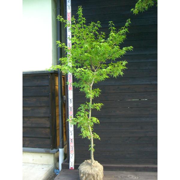 イロハモミジ　大株　【品番3389】 イロハモミジ 大株 【品番3389】 イロハモミジ 大株 【品番3389