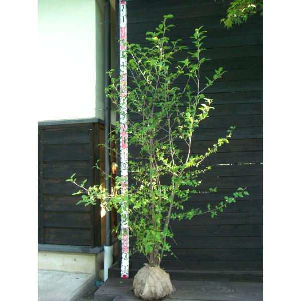 大変美しい白花を咲かせます。お庭が華やかになります。秋の黄葉も綺麗です。 【詳細】エゴノキ科・エゴノキ属・落葉小高木 樹高　　1.5ｍ（鉢上・地上部の高さ）枝張り　1.0ｍ花期　　5〜6月花色　　白鉢植え管理・生育　（可）撮影月　9月