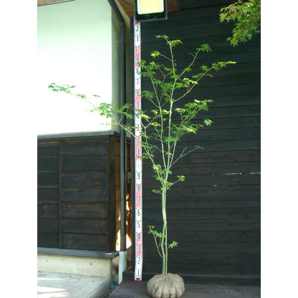 ヤマモミジ 大株立 : 横の植木屋さん - 通販 - Yahoo!ショッピング