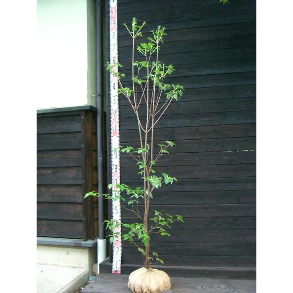 【清澄三葉躑躅】　葉に先立って、 美しい花を咲かせます。花色が濃く、豪華な品種です。ツツジコレクション向き。【詳細】ツツジ科・ツツジ属・落葉低木樹高　　1.6ｍ（鉢上・地上部の高さ）枝張り　0.5ｍ花期　　4〜5月花色　　紅紫（濃色）鉢植え...