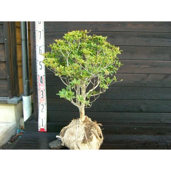 送料込み！絶品天然ドウダンツツジ。 即日☆【造花】FIAN/ドウダンツツジ(L)/LS0004A-GR - 花材通販は