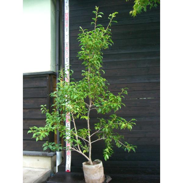 ソヨゴ (雌株) 大株 : 横の植木屋さん - 通販 - Yahoo!ショッピング