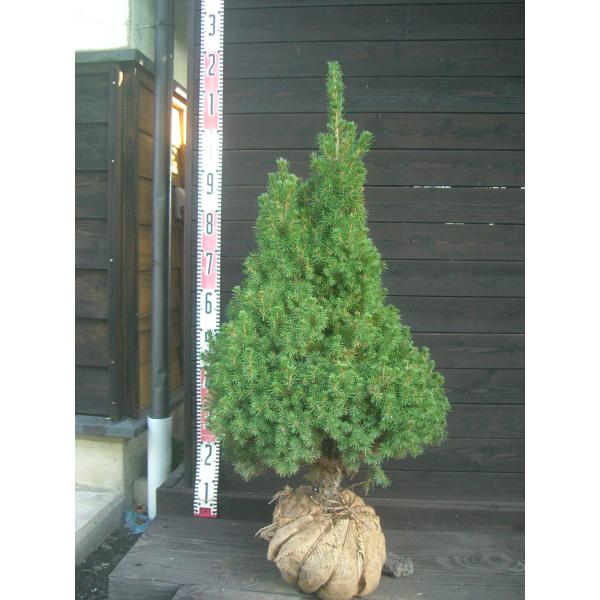 アルバーティアナコニカ 大株 : 横の植木屋さん - 通販 - Yahoo