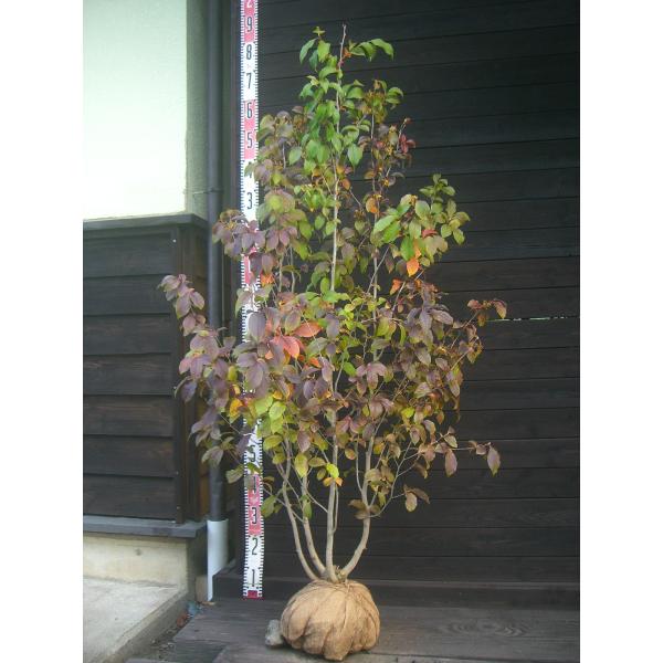 品種【夜明け前】枝葉が豊かに茂り初夏に 淡いピンク色の花を咲かせます。秋の紅葉も お楽しみ頂けます。爽やかな 素晴らしい品種です。 【詳細】ツバキ科・ナツツバキ属・落葉中高木 樹高　　1.4ｍ（鉢上・地上部の高さ）枝張り　0.9ｍ花期　　5...