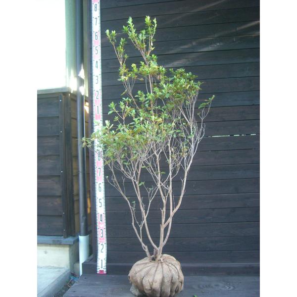 【希少白花】　ヤマツツジ　素晴らしい白花を咲かせるヤマツツジです。秋の黄葉もとても綺麗です。ツツジコレクション向き。 【詳細】ツツジ科・ツツジ属・半落葉低木樹高　　1.3ｍ（鉢上・地上部の高さ）枝張り　0.7ｍ花期　　5〜6月花色　　白鉢植...