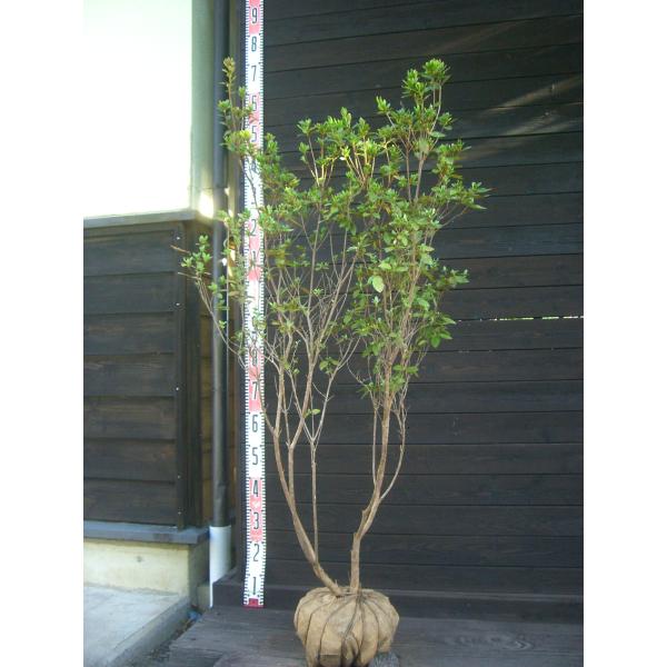 【希少白花】　ヤマツツジ　素晴らしい白花を咲かせるヤマツツジです。秋の黄葉もとても綺麗です。ツツジコレクション向き。 【詳細】ツツジ科・ツツジ属・半落葉低木樹高　　1.3ｍ（鉢上・地上部の高さ）枝張り　0.7ｍ花期　　5〜6月花色　　白鉢植...