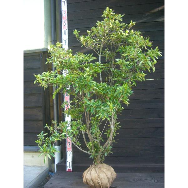 【紫山躑躅】鮮やかな紅紫の花を咲かせる ヤマツツジです。この花色は、非常に珍しく貴重です。ツツジコレクション向き。 【詳細】ツツジ科・ツツジ属・半落葉低木樹高　　1.2ｍ（鉢上・地上部の高さ）枝張り　1.0ｍ花期　　5〜6月花色　　紅紫 鉢...