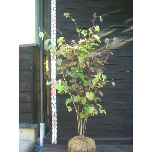 マルバノキ【品番3345】 マルバノキ【品番3345】 苗木・植木