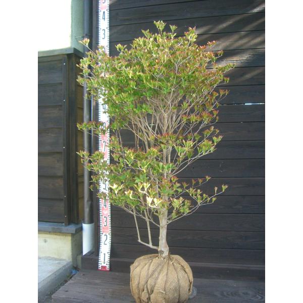 満天星躑躅　若葉の下に 壺形の白花が吊り下げられた様に付きます。秋の紅葉も必見。耐寒性に優れた美しいツツジです。【詳細】ツツジ科・ツツジ属・落葉低木樹高　　0.9ｍ（鉢上・枝先・地上部の高さ）葉張り　0.5ｍ花期　　4〜5月花色　　白鉢植え...