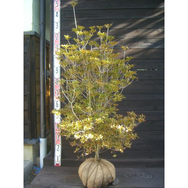 満天星躑躅　若葉の下に 壺形の白花が吊り下げられた様に付きます。秋の紅葉も必見。耐寒性に優れた美しいツツジです。【詳細】ツツジ科・ツツジ属・落葉低木樹高　　1.0ｍ（鉢上・枝先・地上部の高さ）葉張り　0.5ｍ花期　　4〜5月花色　　白鉢植え...