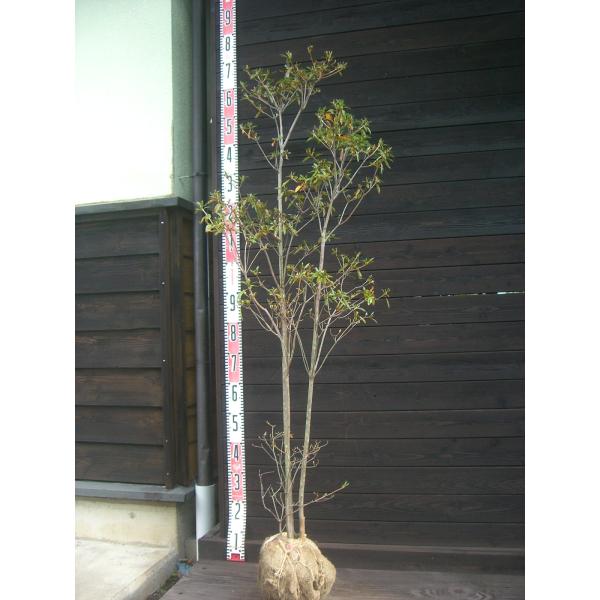 ヤマツツジ　美しく 素朴な花が魅力です。素晴らしいコントラストを お楽しみ頂けます。【詳細】ツツジ科・ツツジ属・半落葉低木樹高　　1.4ｍ（鉢上・地上部の高さ）枝張り　0.5ｍ花期　　5〜6月花色　　朱鉢植え管理・生育　（可）撮影月　10月