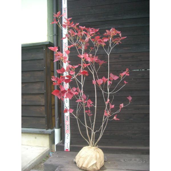 【雪国三葉躑躅】葉に先立って、大変美しい花を咲かせます。新緑 紅葉も素晴らしい品種です。 【詳細】ツツジ科・ツツジ属・落葉低木樹高　　1.2ｍ（鉢上・地上部の高さ）枝張り　0.6ｍ花期　　4〜5月花色　　淡紅紫鉢植え管理・生育　（可）撮影月...