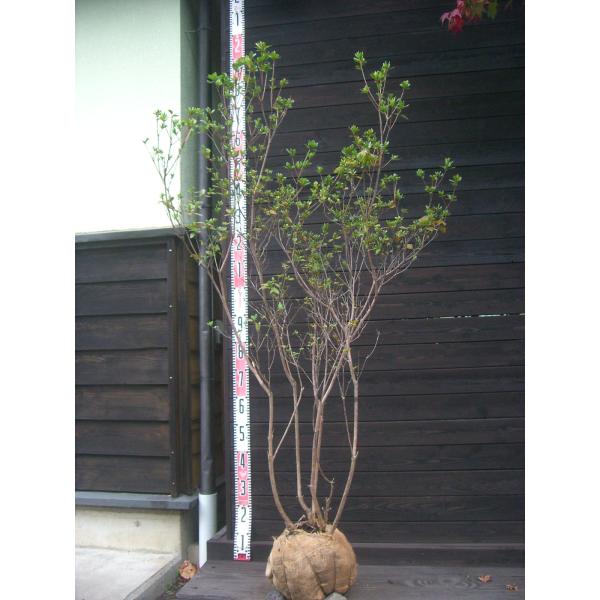 【希少白花】　ヤマツツジ　素晴らしい白花を咲かせるヤマツツジです。秋の黄葉もとても綺麗です。ツツジコレクション向き。 【詳細】ツツジ科・ツツジ属・半落葉低木樹高　　1.4ｍ（鉢上・地上部の高さ）枝張り　0.8ｍ花期　　5〜6月花色　　白鉢植...