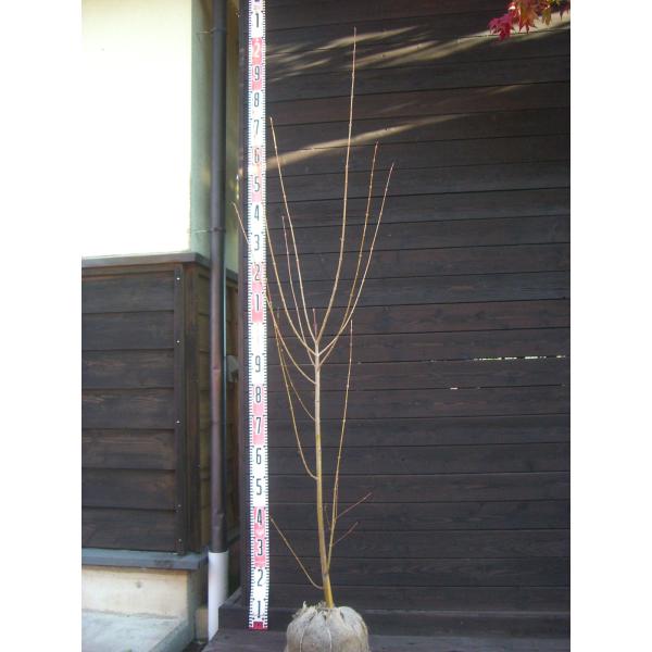 美しい落葉樹。ハート型の葉が特徴的。良い芳香もあります。四季折々に見せる姿は必見です。 【詳細】カツラ科　カツラ属　落葉高木 樹高　　1.6ｍ（鉢上・地上部の高さ）枝張り　0.4ｍ鉢植え管理・生育　（可）撮影月　11月