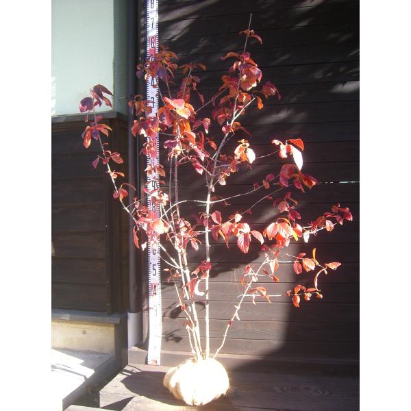 白く清楚な花を咲かせ、秋には真赤な実が生ります。紅葉も綺麗です。【詳細】スイカズラ科　ガマズミ属　落葉低木 樹高　　1.3ｍ（鉢上・地上部の高さ）枝張り　1.0ｍ花期　　4〜5月花色　　白果期　　9〜11月鉢植え管理・生育　（可）撮影月　11月