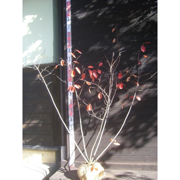 【ラマルキー】花期が早く、花付きも良い品種です。白く美しい花を咲かせ、初夏に とても美味しい実を付けます。生食 加工食等 多様にお使い頂けます。【詳細】バラ科　サイフリボク属　落葉低木 樹高　　1.3ｍ（鉢上・地上部の高さ）枝張り　1.2ｍ...