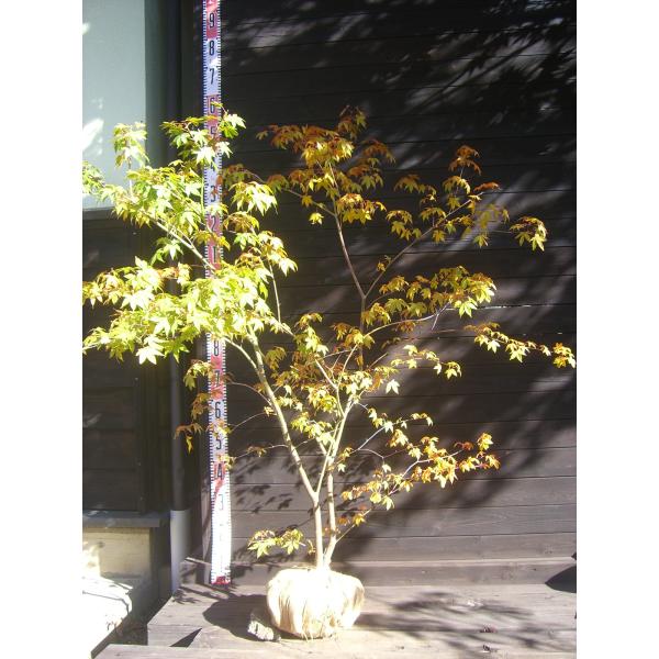 山モミジ　美しい新緑に始まり秋の素晴らしい黄葉まで多彩な表情を お楽しみ頂けます。【詳細】カエデ科・カエデ属・落葉中高木樹高　　1.3ｍ（鉢上・地上部の高さ）枝張り　1.2ｍ紅葉色　黄〜橙鉢植え管理・生育　（可）撮影月　11月