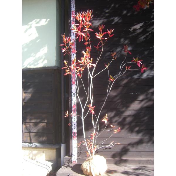 エゾムラサキツツジ 大株 : 横の植木屋さん - 通販 - Yahoo!ショッピング