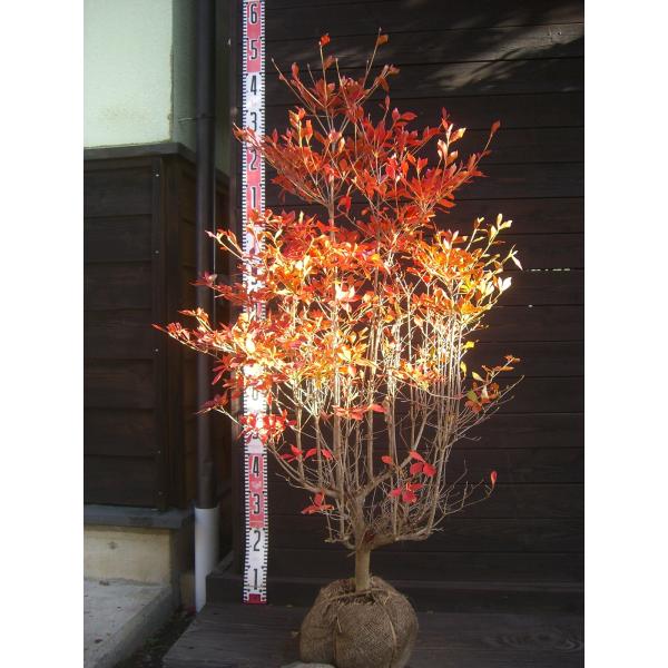 ドウダンツツジ/大株【現品発送】管理70738 yokoya_353525