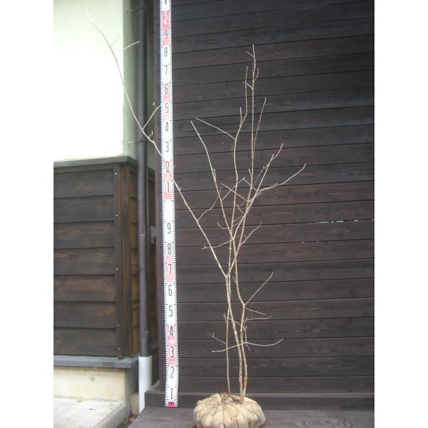 柔らかな 素晴らしい新緑、爽やかな花。秋の美しい紅葉。細身の幹が綺麗な株立ちです。耐寒性に優れた 観賞価値のとても高い樹種です。 【詳細】モクセイ科・トネリコ属・落葉高木 樹高　　1.5ｍ（鉢上・地上部の高さ）枝張り　0.7ｍ花期　　4〜5...