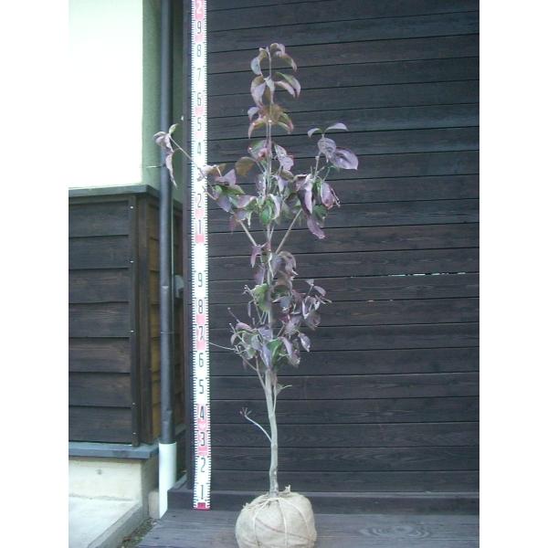 【チェロキーチーフ】爽やかな紅花を咲かせる品種です。 四季折々の変化が楽しめる花木です。【詳細】ミズキ科　ミズキ属　落葉小高木樹高　　1.35ｍ（鉢上・地上部の高さ）枝張り　0.5ｍ花期　　4〜5月花色　　紅鉢植え管理・生育　（可）撮影月　11月