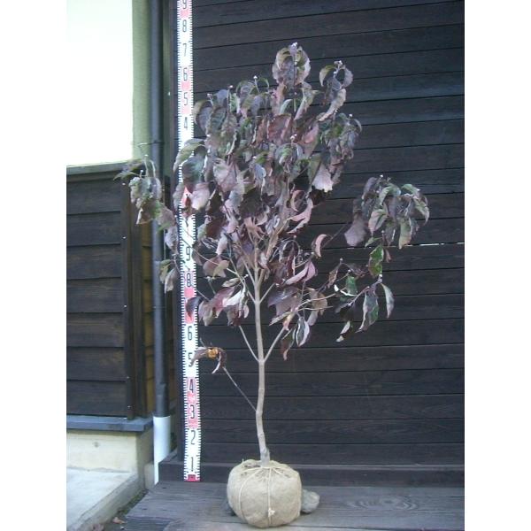 【チェロキーチーフ】爽やかな紅花を咲かせる品種です。 四季折々の変化が楽しめる花木です。【詳細】ミズキ科　ミズキ属　落葉小高木樹高　　1.3ｍ（鉢上・地上部の高さ）枝張り　0.9ｍ花期　　4〜5月花色　　紅鉢植え管理・生育　（可）撮影月　11月