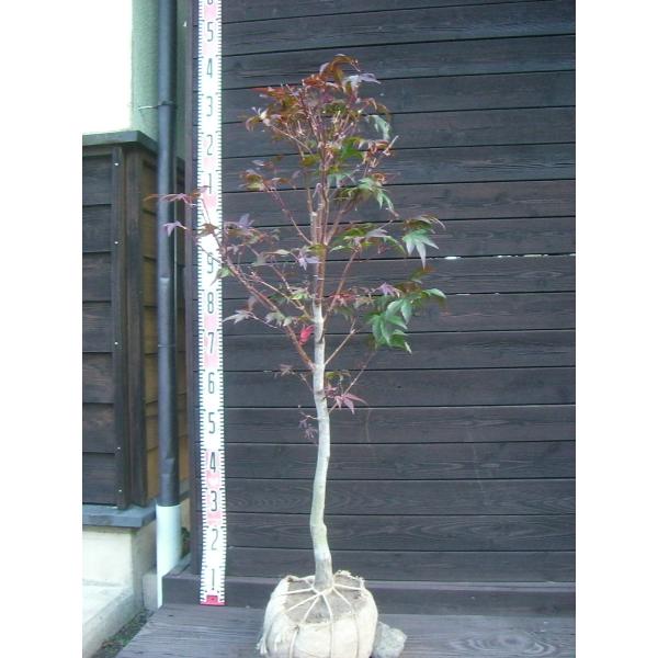 品種　【野村】観賞価値の高い美しい赤葉品種です。新緑は赤葉、夏には緑葉に変化し、秋にはまた素晴らしい赤葉（紅葉）となります。【詳細】カエデ科・カエデ属・落葉中高木樹高　　1.05ｍ（鉢上・地上部の高さ）枝張り　0.4ｍ紅葉色　赤鉢植え管理・...