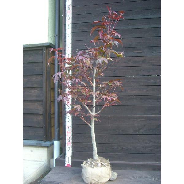 品種　【野村】観賞価値の高い美しい赤葉品種です。新緑は赤葉、夏には緑葉に変化し、秋にはまた素晴らしい赤葉（紅葉）となります。【詳細】カエデ科・カエデ属・落葉中高木樹高　　1.1ｍ（鉢上・地上部の高さ）枝張り　0.4ｍ紅葉色　赤鉢植え管理・生...