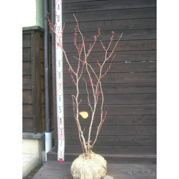 【丸葉の木】優しい新緑から、 秋の素晴らしい紅葉、落葉後の独特な花。四季折々に楽しめる 大変美しい樹種です。【詳細】マンサク科・マルバノキ属・落葉低木樹高　　1.0ｍ（鉢上・地上部の高さ）枝張り　0.4ｍ花期　　10〜12月花色　　紅紫鉢植...