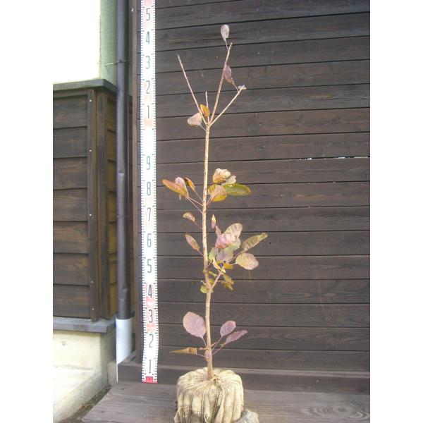 【グレース】初夏に咲く花の後、煙のような花穂が特徴的。耐寒性、耐暑性に優れた丈夫な品種です。 【詳細】ウルシ科 コティヌス属 落葉中高木 樹高　　1.0ｍ（鉢上・地上部の高さ）枝張り　0.2ｍ花期　　6〜7月 鉢植え管理・生育　（可）撮影月...