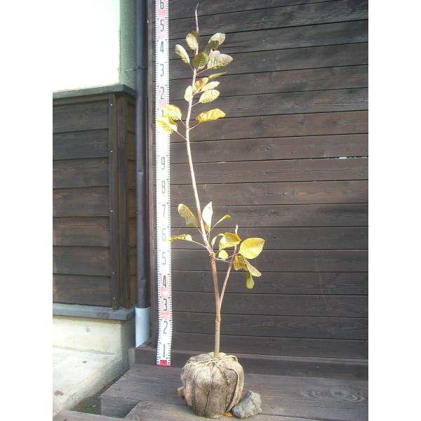 【グレース】初夏に咲く花の後、煙のような花穂が特徴的。耐寒性、耐暑性に優れた丈夫な品種です。 【詳細】ウルシ科 コティヌス属 落葉中高木 樹高　　1.2ｍ（鉢上・地上部の高さ）枝張り　0.2ｍ花期　　6〜7月 鉢植え管理・生育　（可）撮影月...